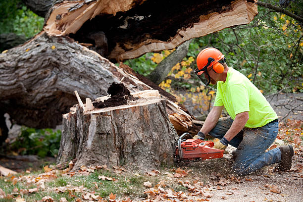 How Our Tree Care Process Works  in  Buhler, KS